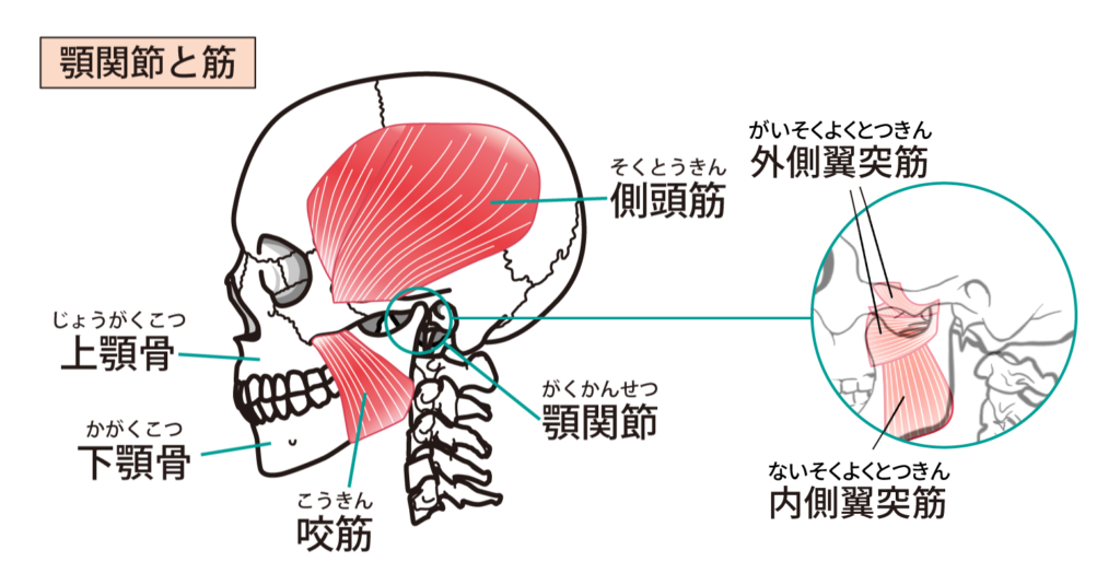 顎関節と筋肉のイラスト